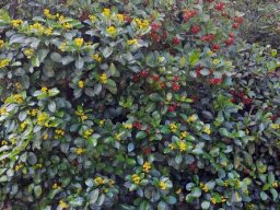 Psychotria capensis subsp. capensis two different stages